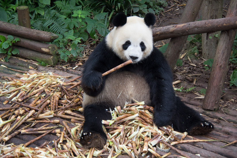 2_chengdu_panda-breeding-and-research-base-5