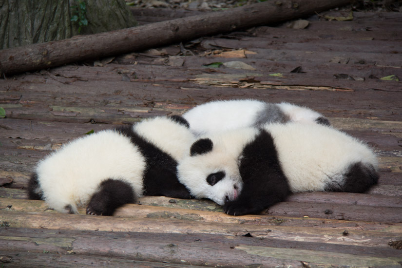 2_chengdu_panda-breeding-and-research-base-6