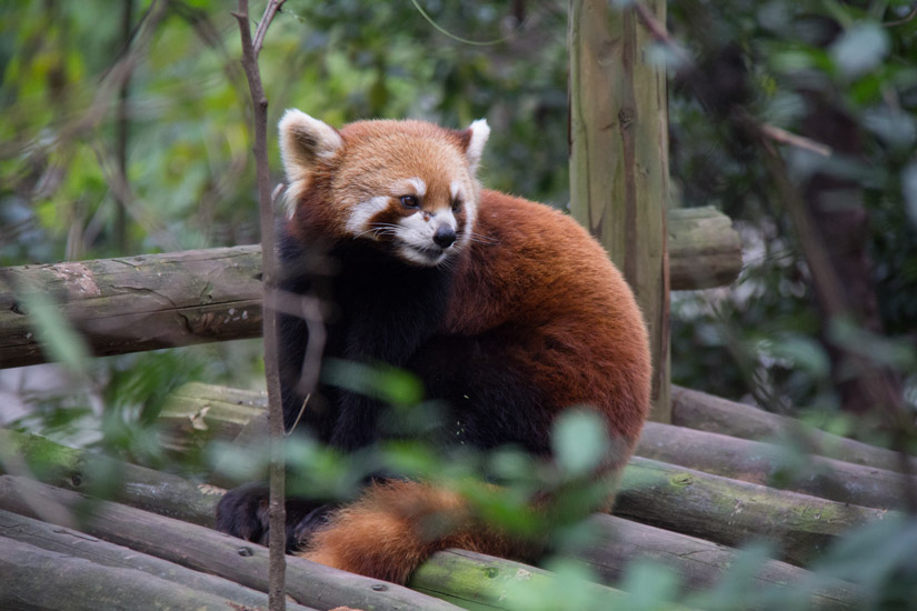 2_chengdu_panda-breeding-and-research-base-7