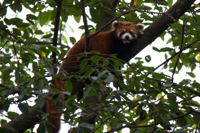 2_chengdu_panda-breeding-and-research-base-8
