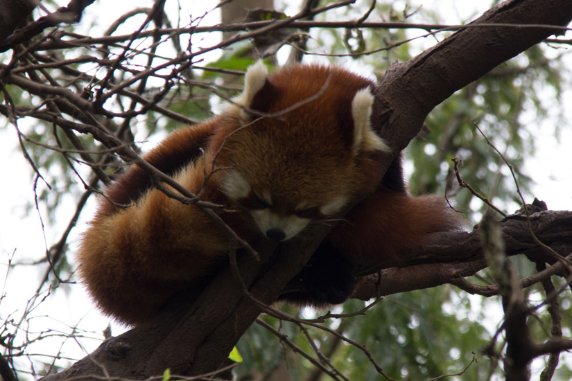 2_chengdu_panda-breeding-and-research-base-9