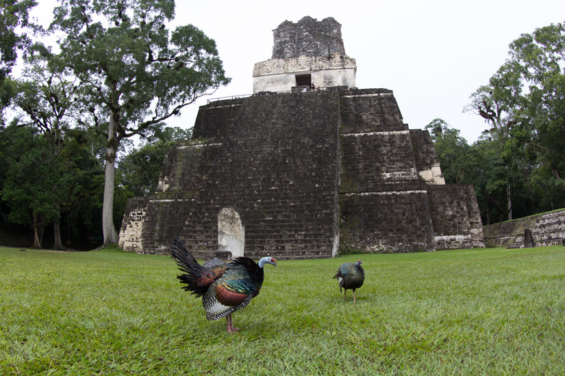 3_guatemala_tikal-5