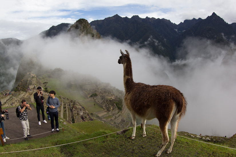 13_Machu-Picchu-6
